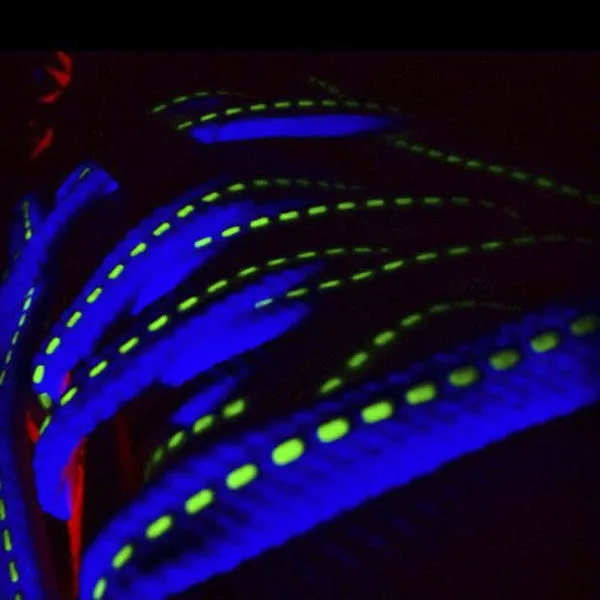 Laced Up White Glow Shoelaces